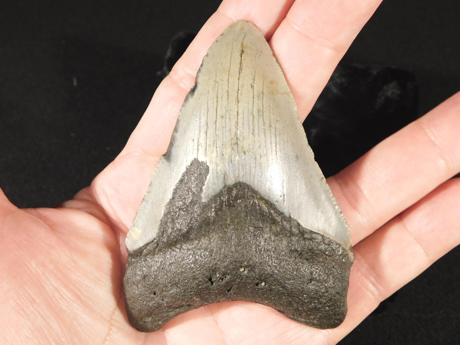 巨大！400万年前のメガロドンの歯の化石 100%天然 89.2g - Etsy 日本