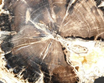 BIG! Polished BLUE Forest Petrified WOOD Fossil From Wyoming! 1505gr