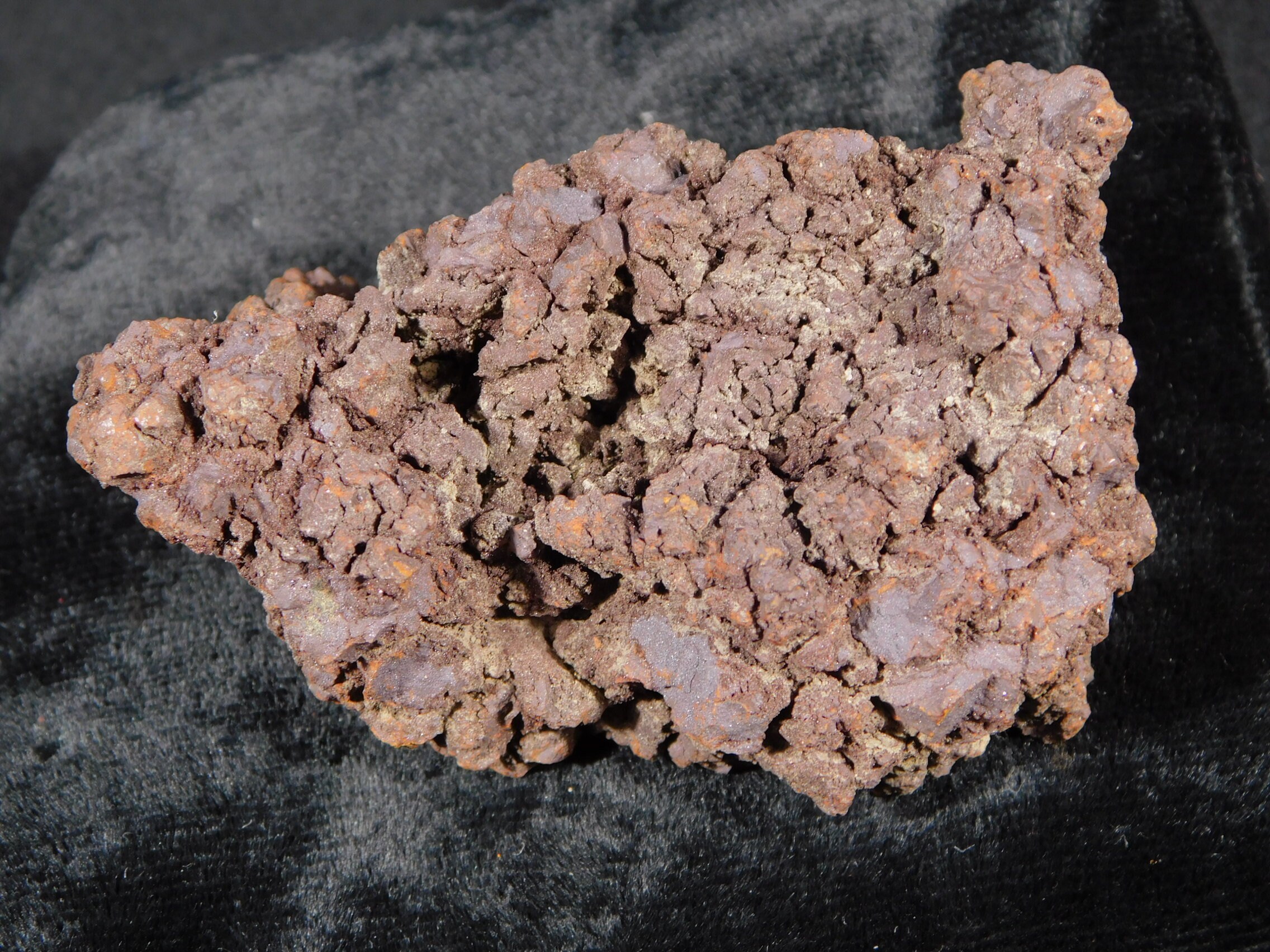 turtle coprolite
