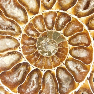 ¡Grande! Fósil de amonites Cleoniceras AAA pulido, 100% natural de Madagascar, 178 g. imagen 4