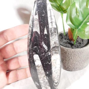 Long! 400 Million Year Old Polished ORTHOCERAS Fossil With Stand! Morocco 139gr