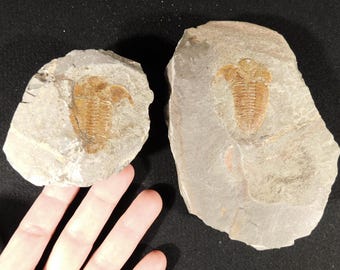 巨大なモロッコの三葉虫の化石、パラドキシダエ（マトリックス