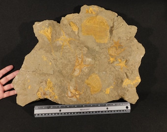 巨大！5億3000万年前のアンダルシアナ三葉虫化石！モロッコ・アニフ産