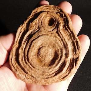 May include: A brown, textured, circular-shaped stone object featuring concentric, layered rings and two distinct, recessed circular indentations of varying sizes on its surface, creating a natural, rugged, and uneven appearance.
