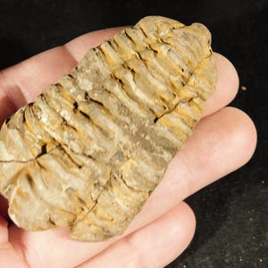 Puede incluir: Un trilobites fosilizado, un artrópodo marino prehistórico, se sostiene en una mano. El fósil tiene un cuerpo segmentado de color marrón claro y beige, y una superficie texturizada. El trilobites es una pieza única de historia natural.