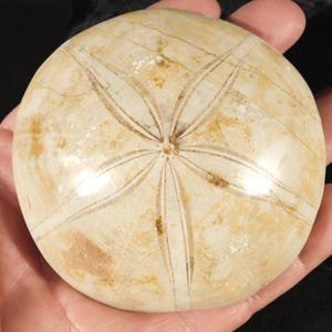 Big! Polished 150 Million Year Old! SAND DOLLAR Fossil Madagascar 203gr