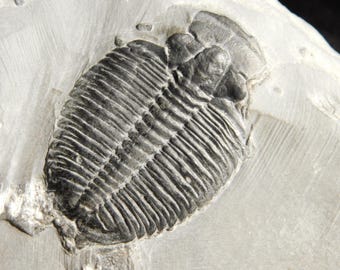 アノマロカリスの噛み跡が残る三葉虫の化石！カンブリア紀ユタ州産