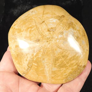 Big! Polished 150 Million Year Old! SAND DOLLAR Fossil Madagascar 191gr