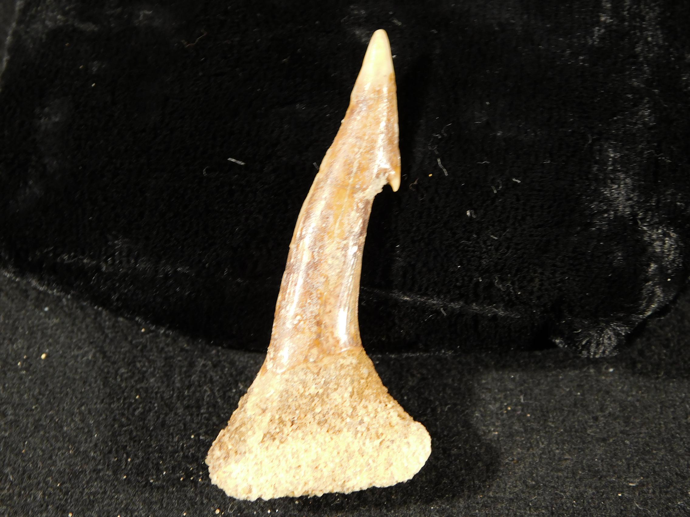 長い！1億2千万年前の恐竜時代のノコギリ魚の歯の化石 モロッコ 9.52gr