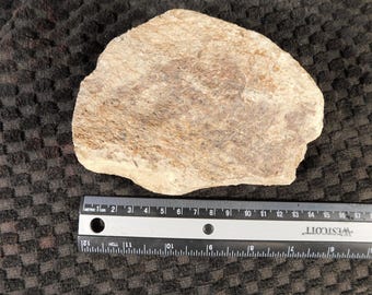 Larger DINOSAUR Bone Fossil From Jurassic Utah! 100% Natural 880gr
