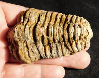 巨大！4億3千万年前！ウミユリの化石（ウミユリの化石）モロッコ産