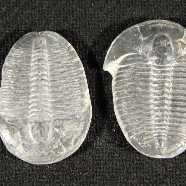 TWO! 500 Million Year OLD TRILOBITE Fossils 100% Natural Utah 4.18