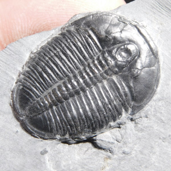 Perfect! TRILOBITE Fossil in Cambrian Era Matrix From Utah 517gr *B