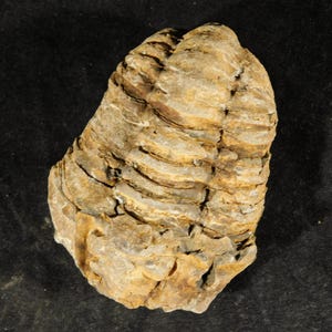 Puede incluir: Un trilobites fosilizado con un cuerpo segmentado y una apariencia texturizada y en capas. El fósil es principalmente de color marrón y beige, con detalles visibles de su forma antigua. La muestra se encuentra sobre un fondo oscuro.