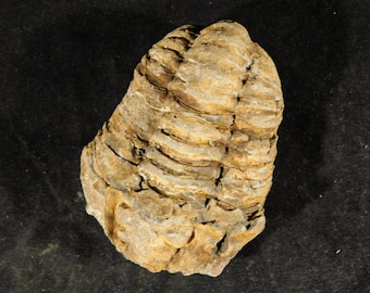 巨大なモロッコの三葉虫の化石、パラドキシダエ（マトリックス