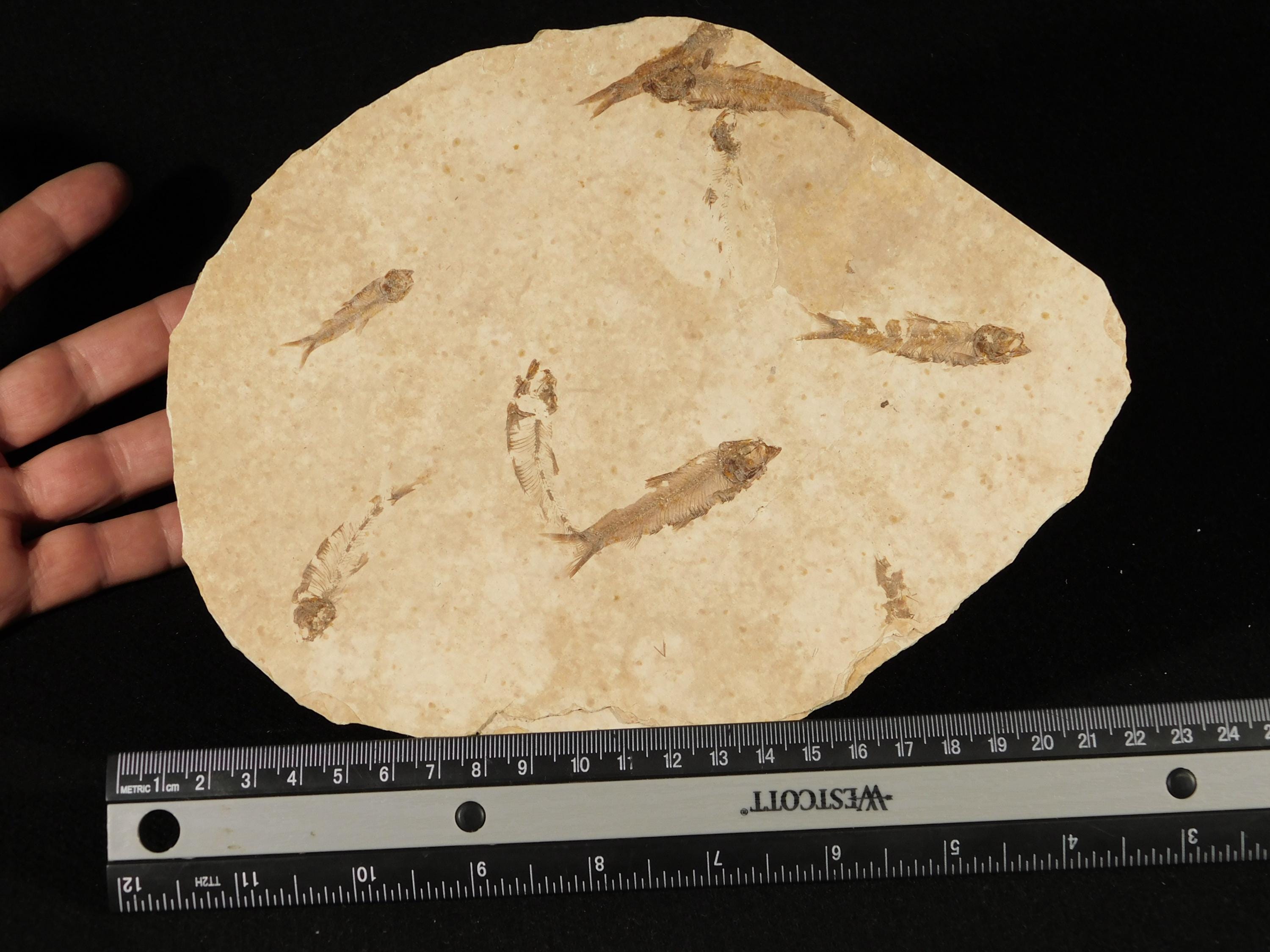 ロックアクアリウムセブン！5000万年前のナイティア魚の化石