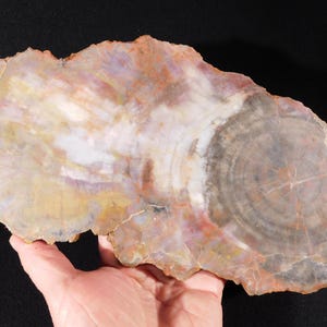 May include: A polished, irregularly shaped slab of petrified wood. The surface displays concentric rings and varied colors, including shades of brown, gray, yellow, and purple. The wood grain is visible, and the piece is held in a hand.