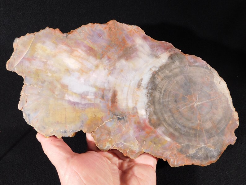 May include: A polished, irregularly shaped slab of petrified wood. The surface displays concentric rings and varied colors, including shades of brown, gray, yellow, and purple. The wood grain is visible, and the piece is held in a hand.