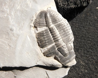 5億900万年前！カンブリア紀ユタ州産エルラシア三葉虫化石 144グラム