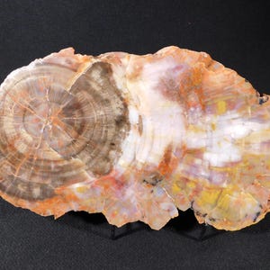 May include: A polished slice of petrified wood, showcasing concentric rings in shades of brown, orange, white, and yellow. The natural stone displays a variety of colors and textures, with a rough, uneven edge. This unique piece is a natural home decor item.