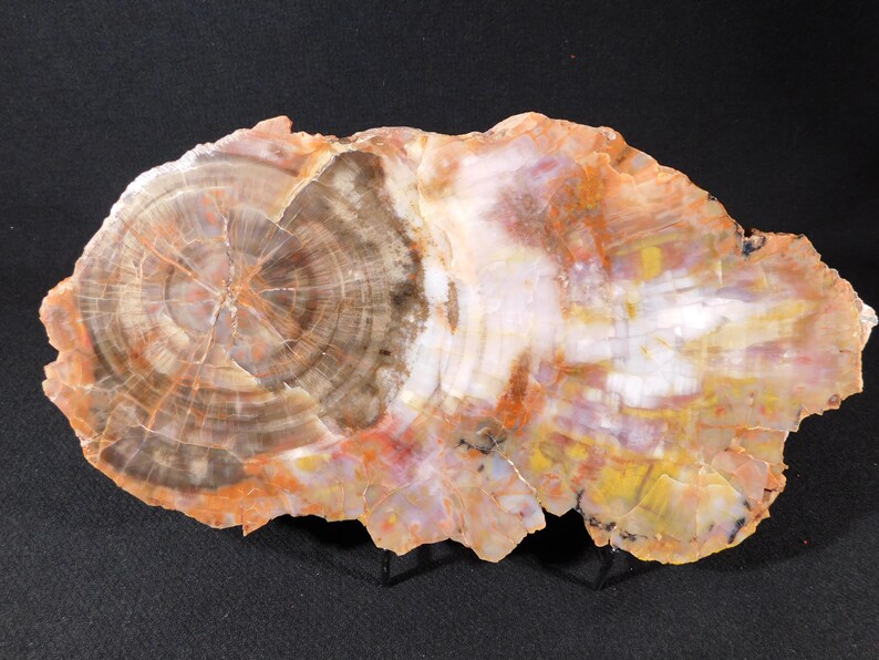 May include: A polished slice of petrified wood, showcasing concentric rings in shades of brown, orange, white, and yellow. The natural stone displays a variety of colors and textures, with a rough, uneven edge. This unique piece is a natural home decor item.