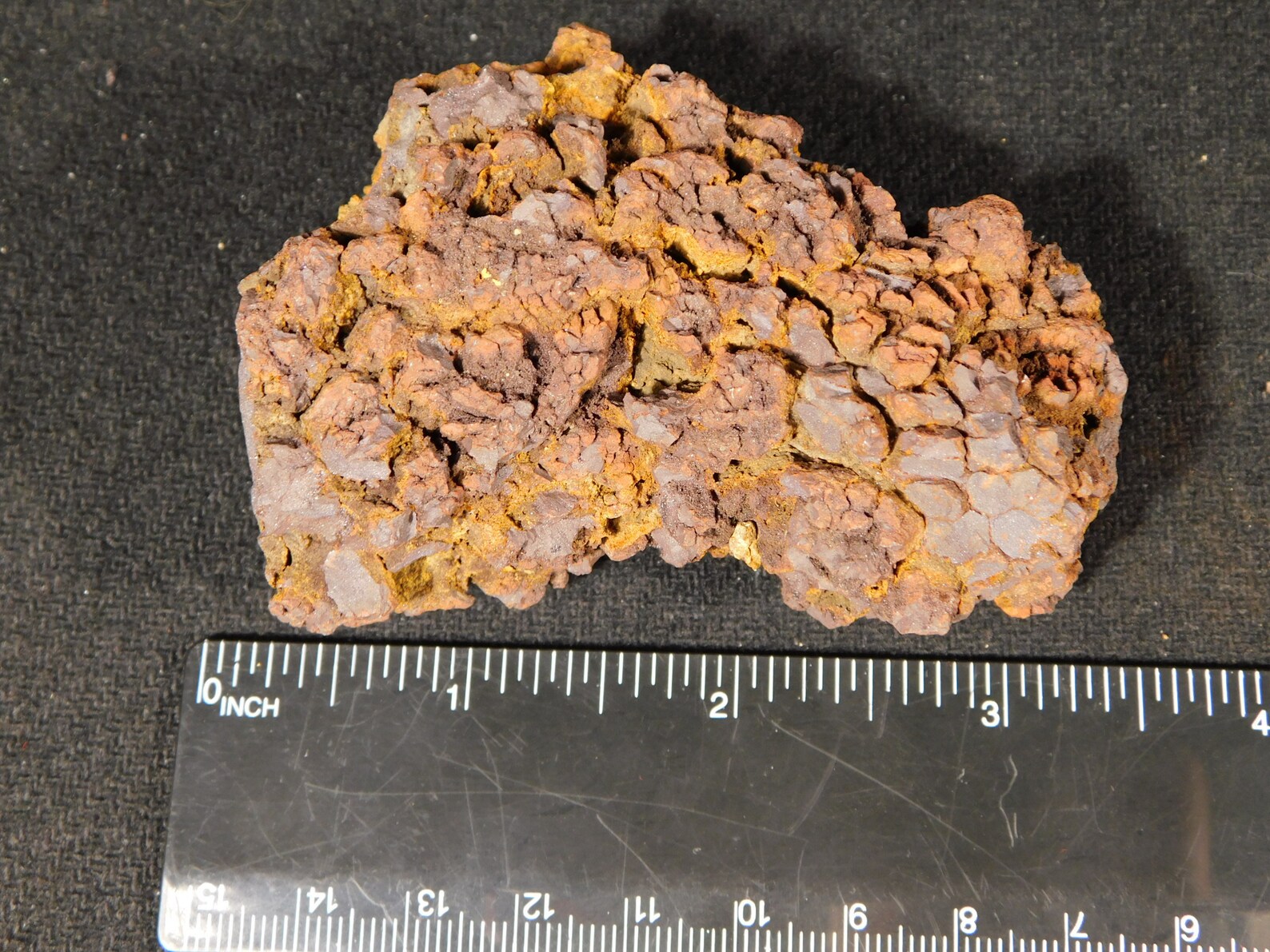 turtle coprolite