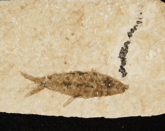 長い！100%天然、5000万年前のミオプロス魚化石、ワイオミング州産