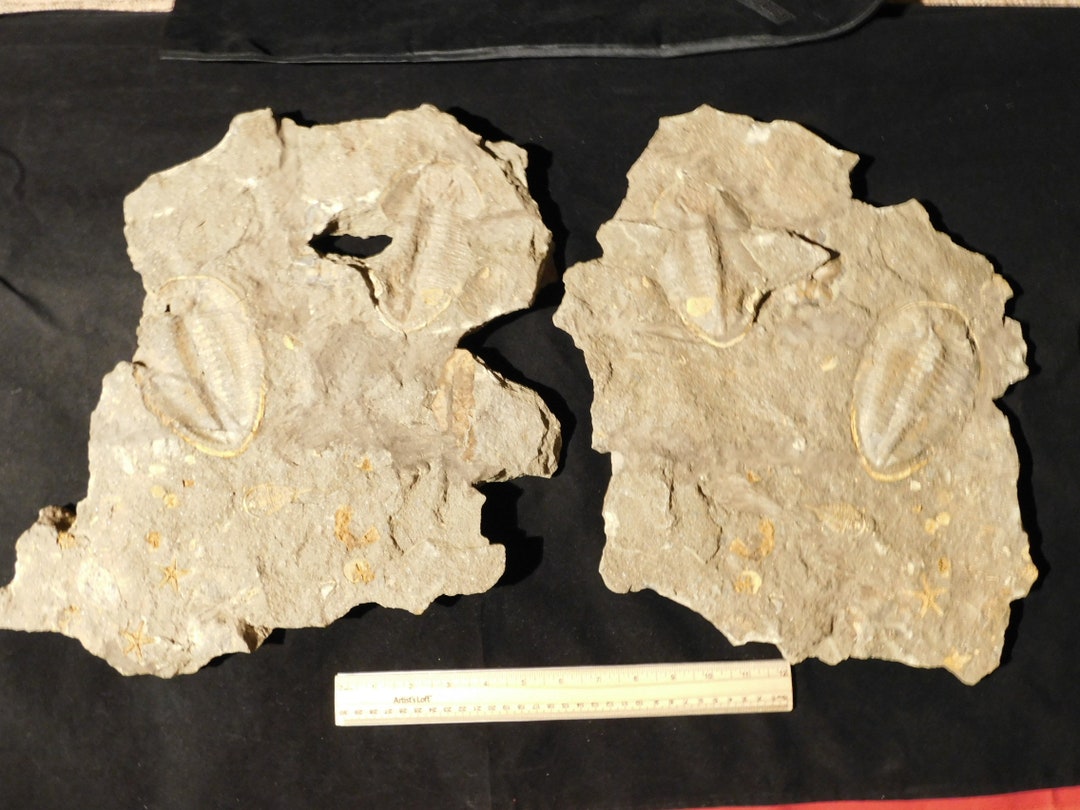 Two BIG! Eudolatites Sp. Trilobite Fossils in HUGE Split Matrix