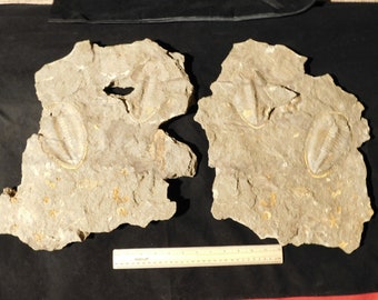巨大なモロッコの三葉虫の化石、パラドキシダエ（マトリックス