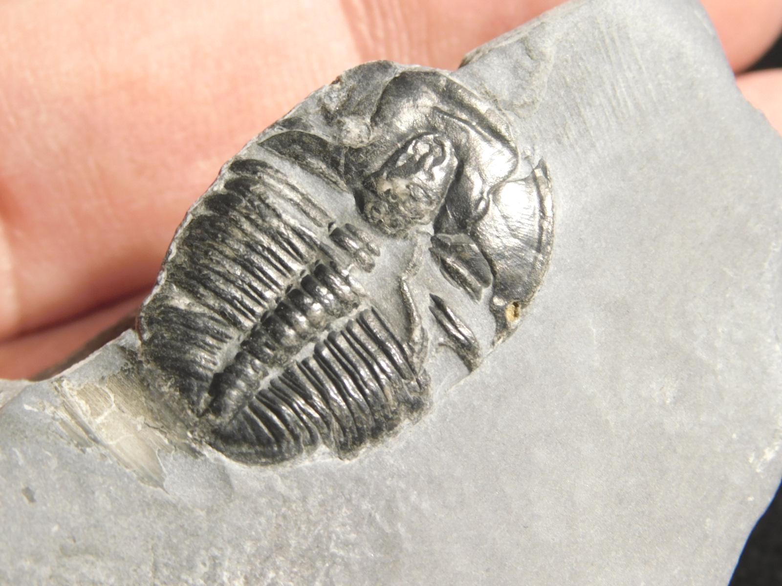 アノマロカリスの噛み跡が残る三葉虫の化石！カンブリア紀ユタ州産 113