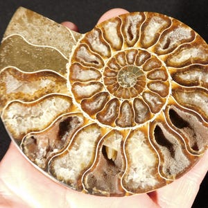 Puede incluir: Un f&oacute;sil de ammonite pulido que presenta una estructura de concha en espiral con c&aacute;maras exteriores marrones y dep&oacute;sitos minerales cristalinos blancos que llenan los segmentos interiores, mostrando patrones geol&oacute;gicos naturales.