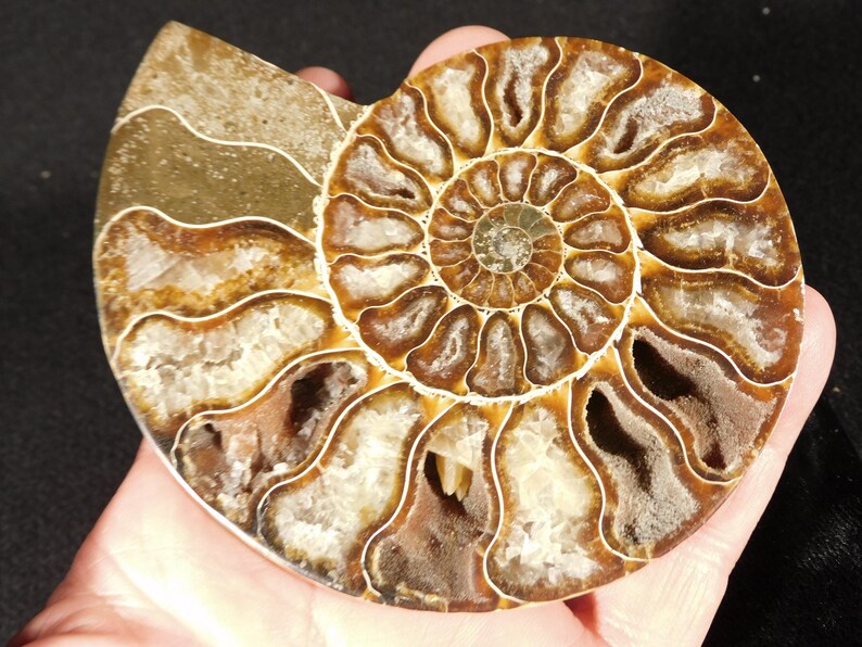 Puede incluir: Un f&oacute;sil de ammonite pulido que presenta una estructura de concha en espiral con c&aacute;maras exteriores marrones y dep&oacute;sitos minerales cristalinos blancos que llenan los segmentos interiores, mostrando patrones geol&oacute;gicos naturales.