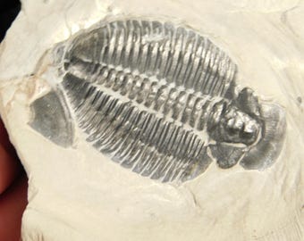 アノマロカリスの噛み跡が残る三葉虫の化石！カンブリア紀ユタ州産