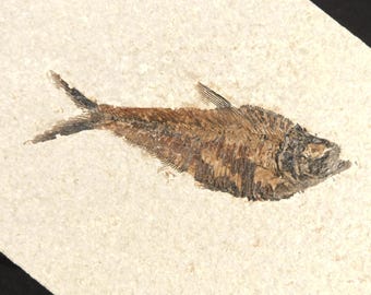 ビッグ！100%天然ディプロミスタス魚化石（両面にマトリックス付き