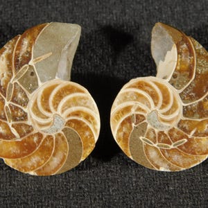 May include: Two polished ammonite fossil halves displayed side by side. Each specimen features a spiral shell structure with distinct, curved chambers in shades of amber, tan, and cream, showcasing intricate internal mineralized patterns.