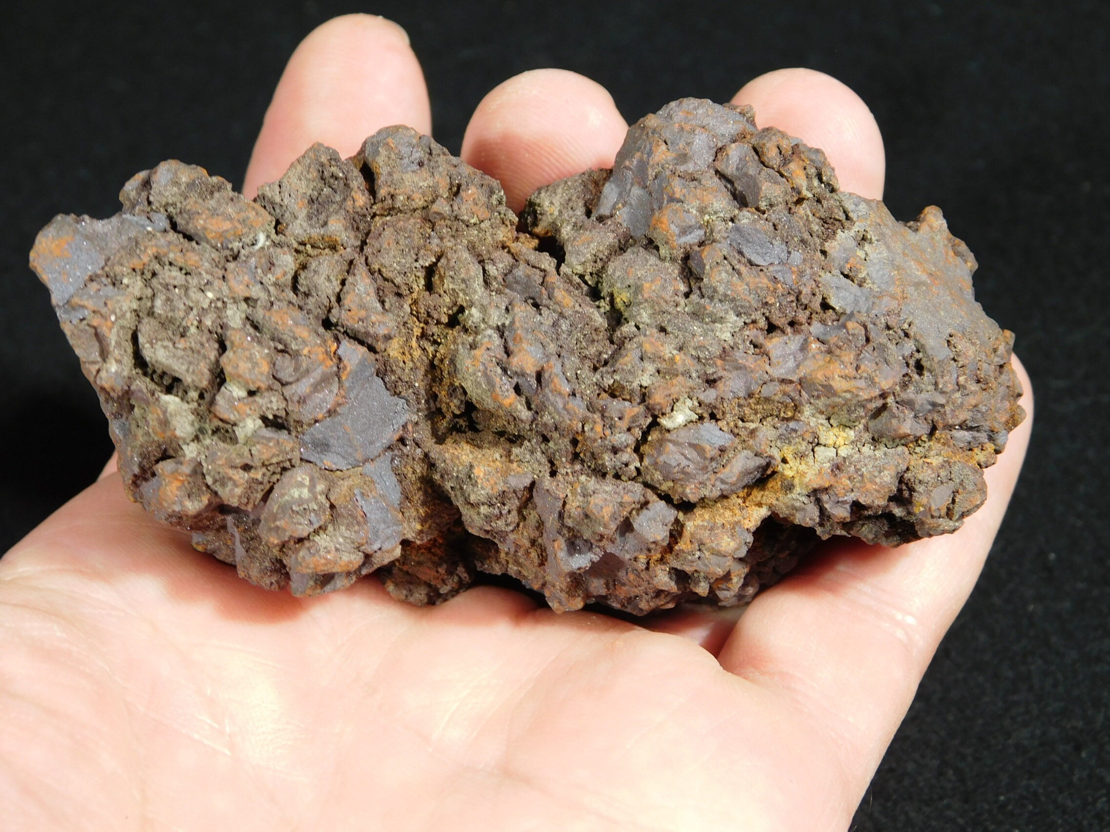 turtle coprolite