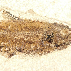 May include: A fossilised fish specimen, displaying the skeletal structure and details of the ancient creature. The fossil is preserved in a light brown stone, with the fish's form visible in shades of brown and black. The image highlights the intricate details of the fossil.