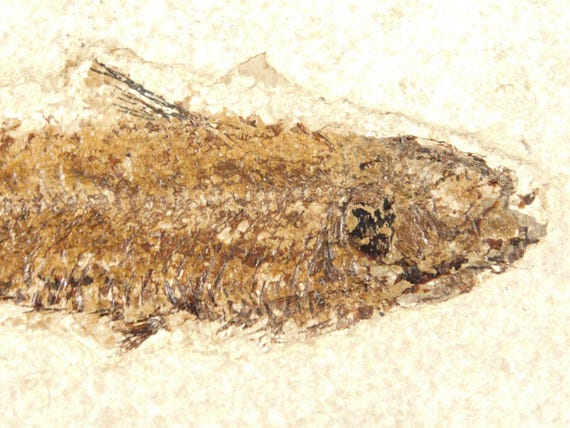 長い！5000万年前のナイティア魚の化石、ワイオミング州フォッシル