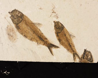 ビッグ！100%天然ディプロミスタス魚化石（両面にマトリックス付き