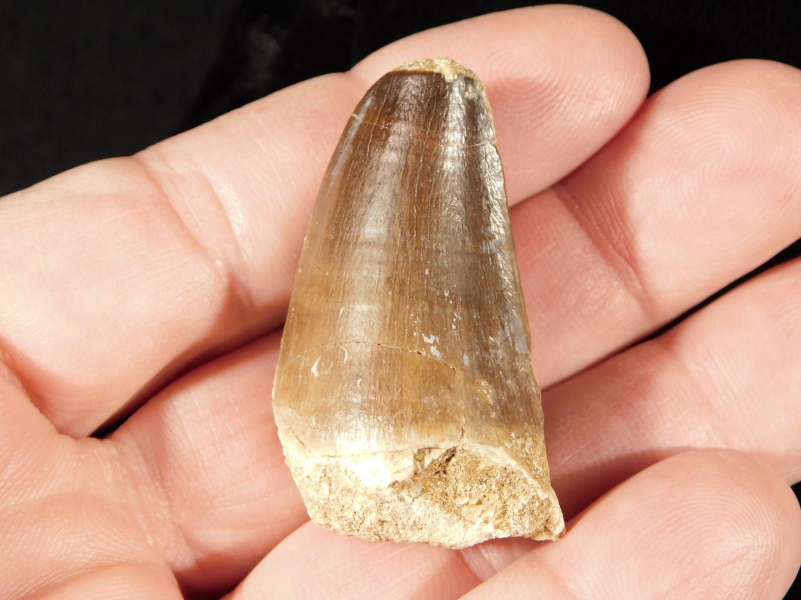 Cretaceous Era Mosasaurus TOOTH Fossil 109 Million Years Old! Morocco 20.7gr