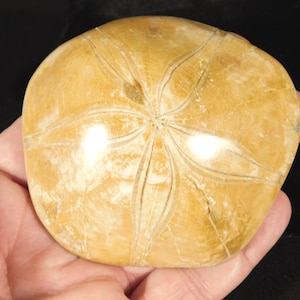 LARGER! Polished 150 Million Year Old! SAND DOLLAR Fossil Madagascar 158gr