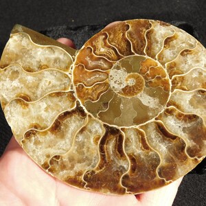 May include: A polished ammonite fossil specimen featuring a spiral shell with intricate, wavy suture lines. The fossil displays a translucent, amber-toned crystalline interior with deep brown and golden hues, showcasing natural geological patterns.