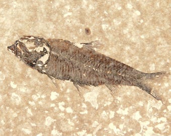 長い！100%天然、5000万年前のミオプロス魚化石、ワイオミング州産