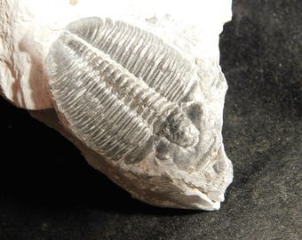 アノマロカリスの噛み跡が残る三葉虫の化石！カンブリア紀ユタ州産