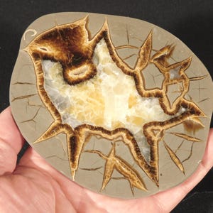 May include: A polished septarian nodule slice featuring a smooth, light brown exterior with a network of dark brown, jagged cracks radiating from a central, crystalline cavity filled with translucent, pale yellow and white calcite crystals.