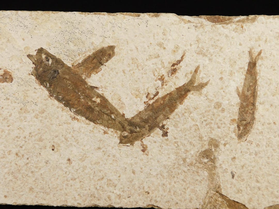FOUR! 50 Million Year Old Knightia FISH Fossils From Wyoming 663gr - Etsy