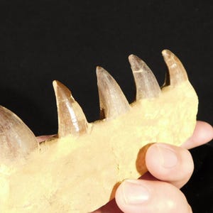 モササウルスの骨の化石（歯の化石5本とディスプレイスタンド付き