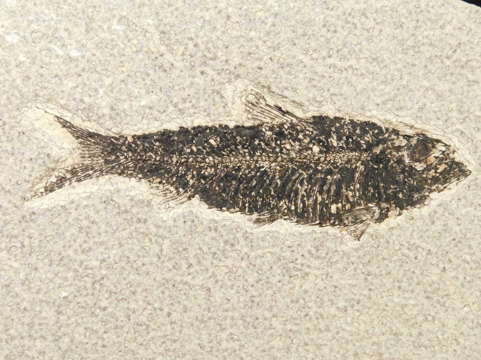 ヴィンテージ アメリカ 魚の化石 標本 ケース入り 化石魚類 古代魚 インテリア ヴィンテージ アメリカ 魚の化石 標本 ケース入り 化石魚類 古代魚