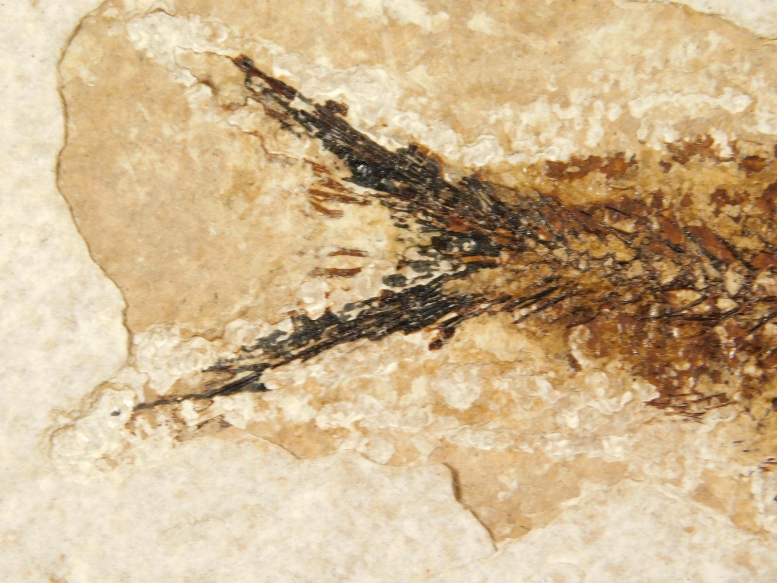 長い！5000万年前のナイティア魚の化石、ワイオミング州フォッシル