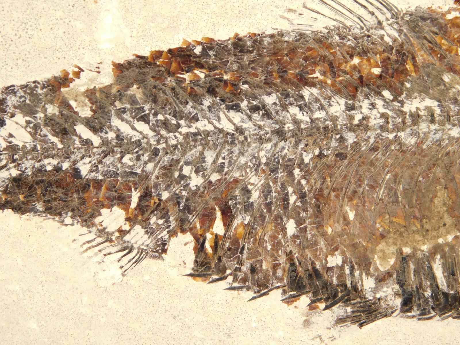 スケール！5000万年前のナイティア魚の化石（スタンド付き